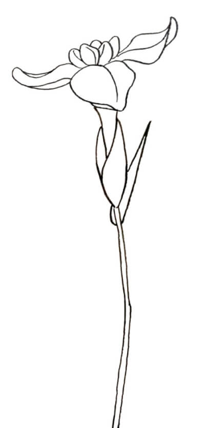 『花菖蒲』　和風・浮世絵風イラスト　描き方　Kenji Iwasaki　岩崎健児